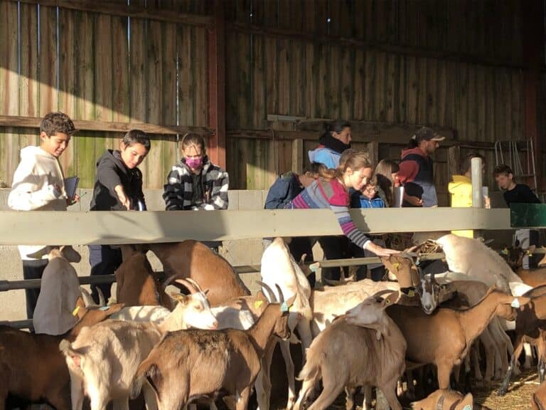 Lire la suite à propos de l’article Classes Nature – la visite de l’élevage de chèvres