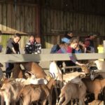 Classes Nature – la visite de l’élevage de chèvres
